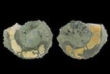 Sliced Pyritized Ammonite (Pleuroceras) Fossil Pair - Germany #125375-1